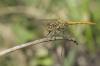 Sympetrum vulgatum